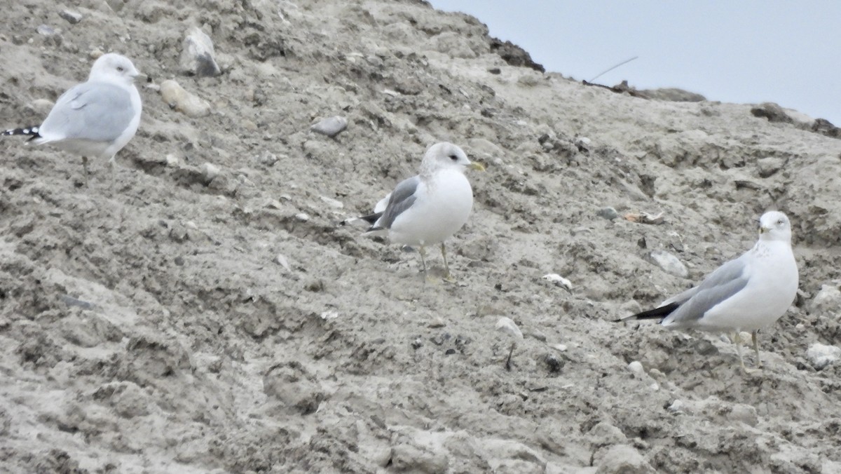 kortnebbmåke - ML650152307