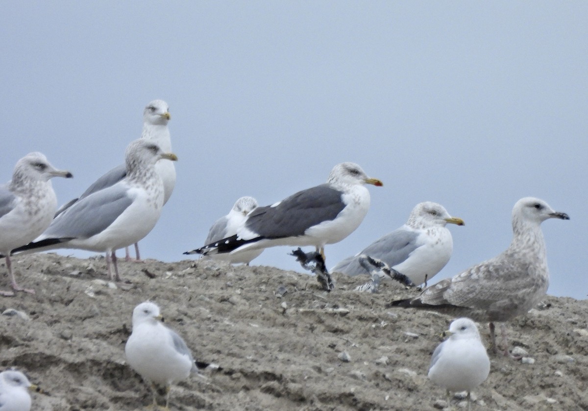 sildemåke - ML650152428