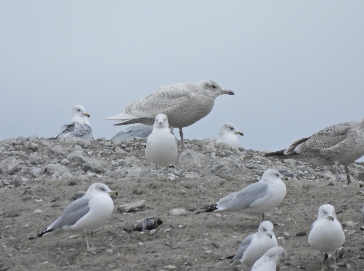 polarmåke - ML650152448