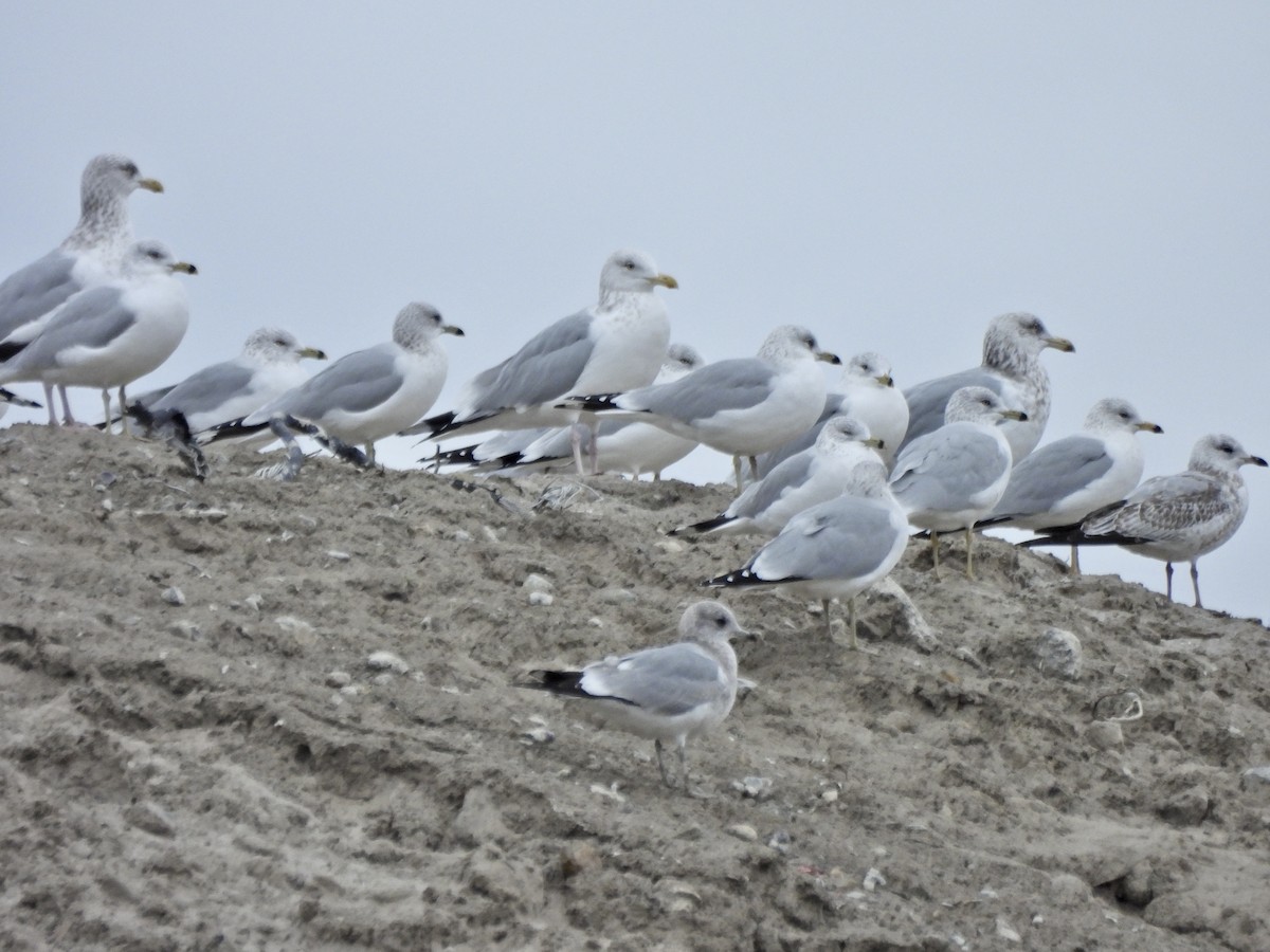 kortnebbmåke - ML650152464