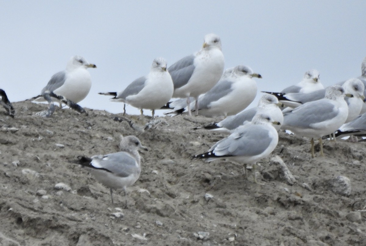 kortnebbmåke - ML650152467