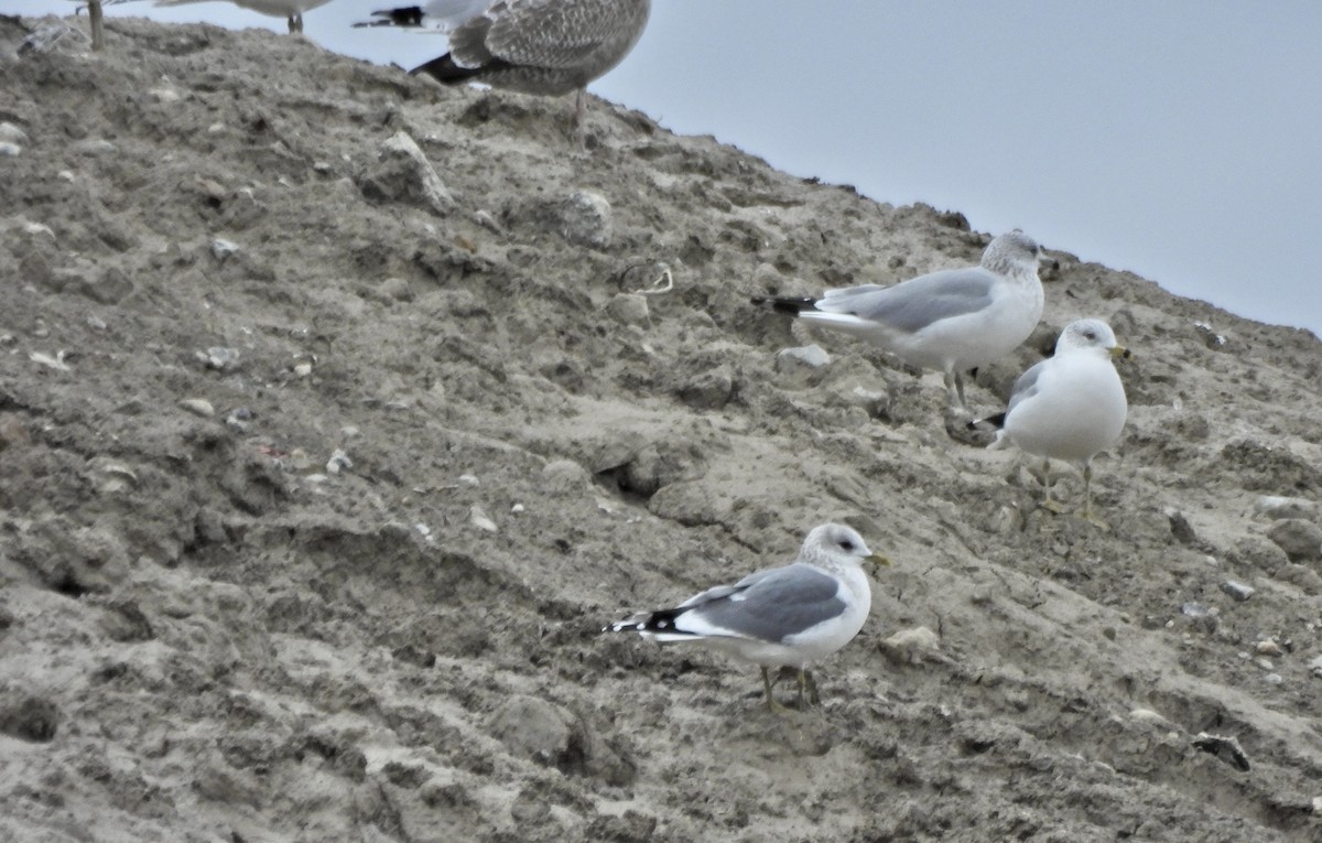 kortnebbmåke - ML650152473