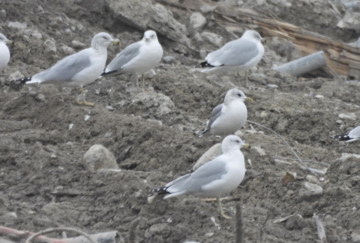 kortnebbmåke - ML650152483