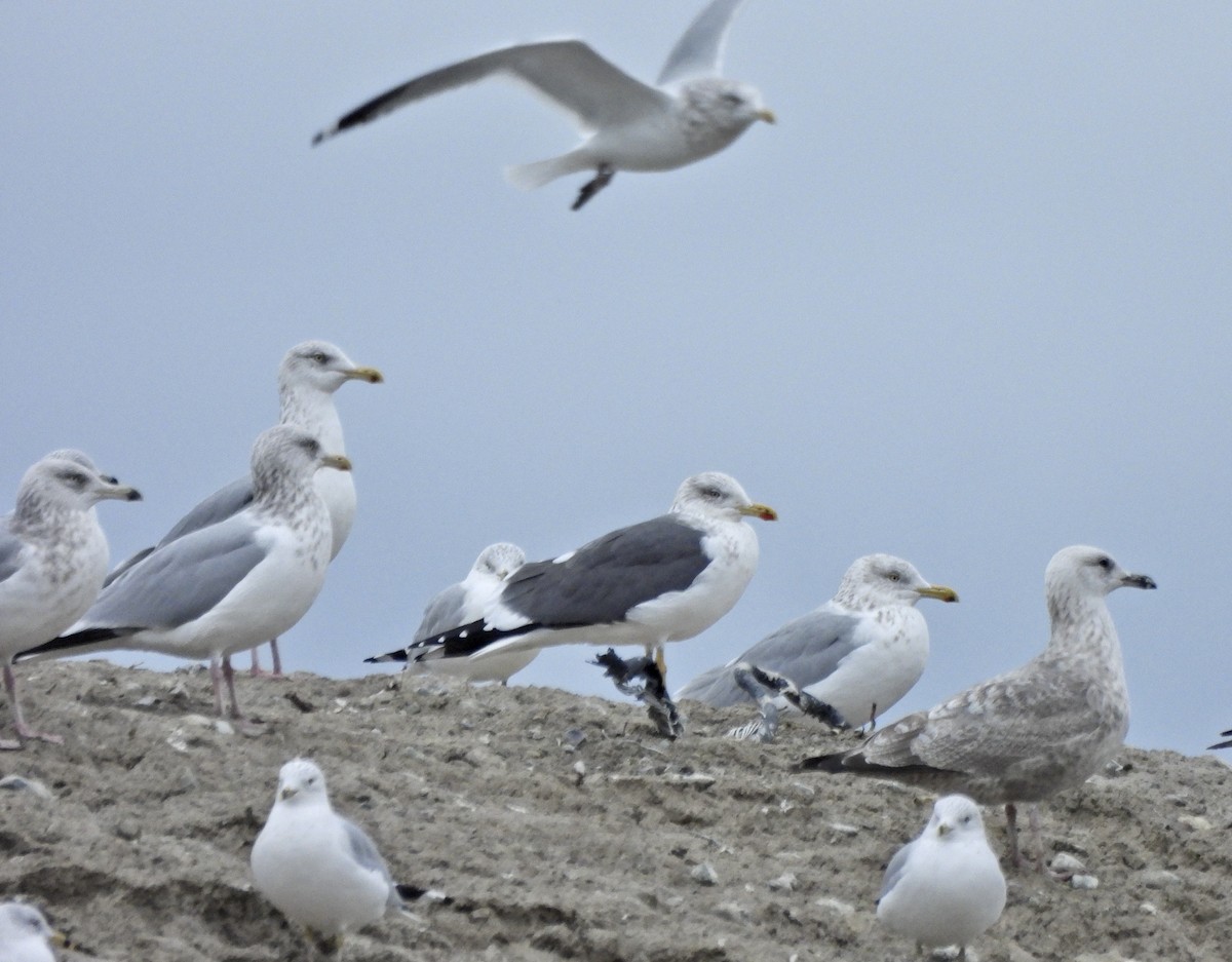 sildemåke - ML650152520