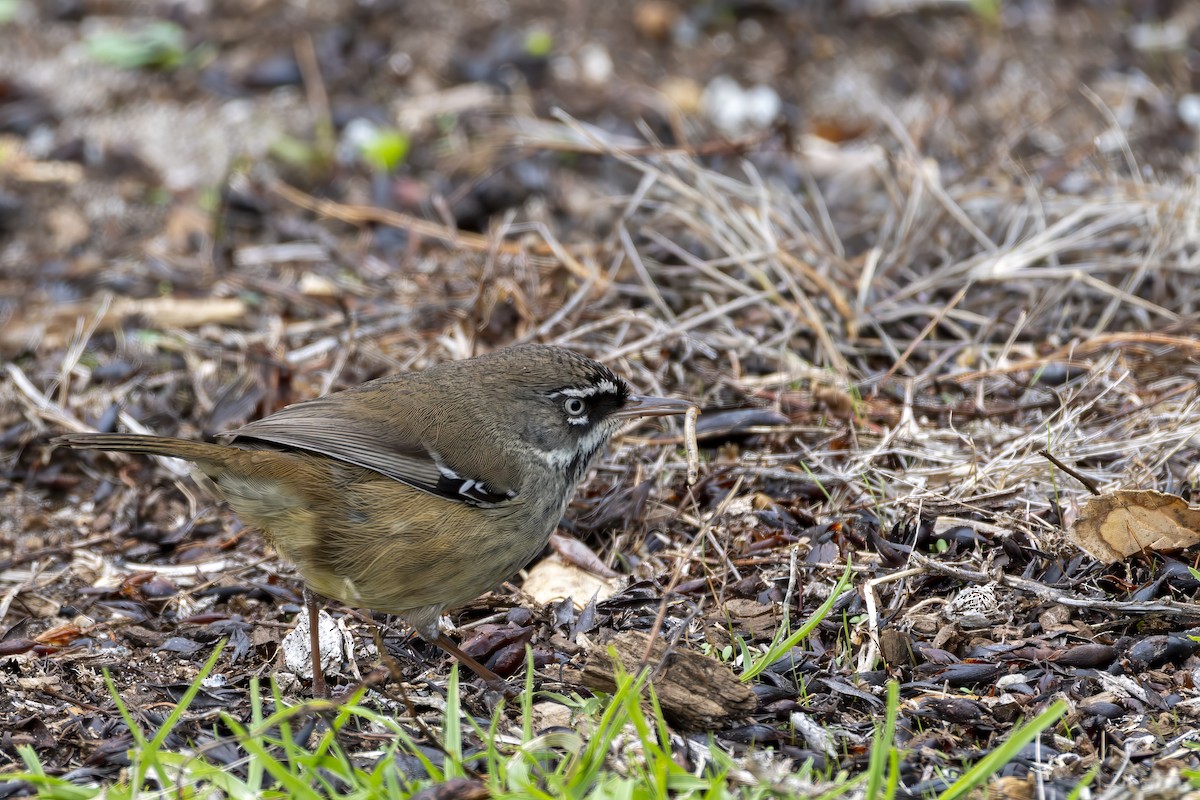 Spotted Scrubwren - ML650152963