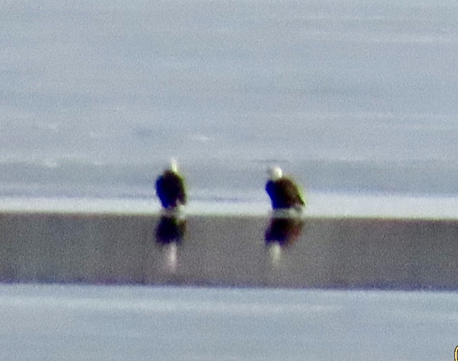 ハクトウワシ - ML650153040