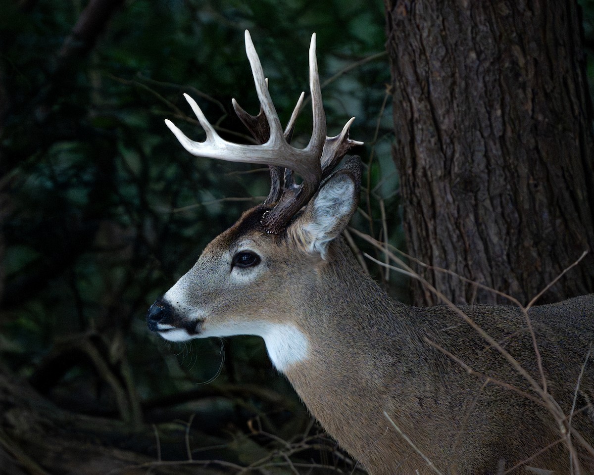 白尾鹿 - ML650153060