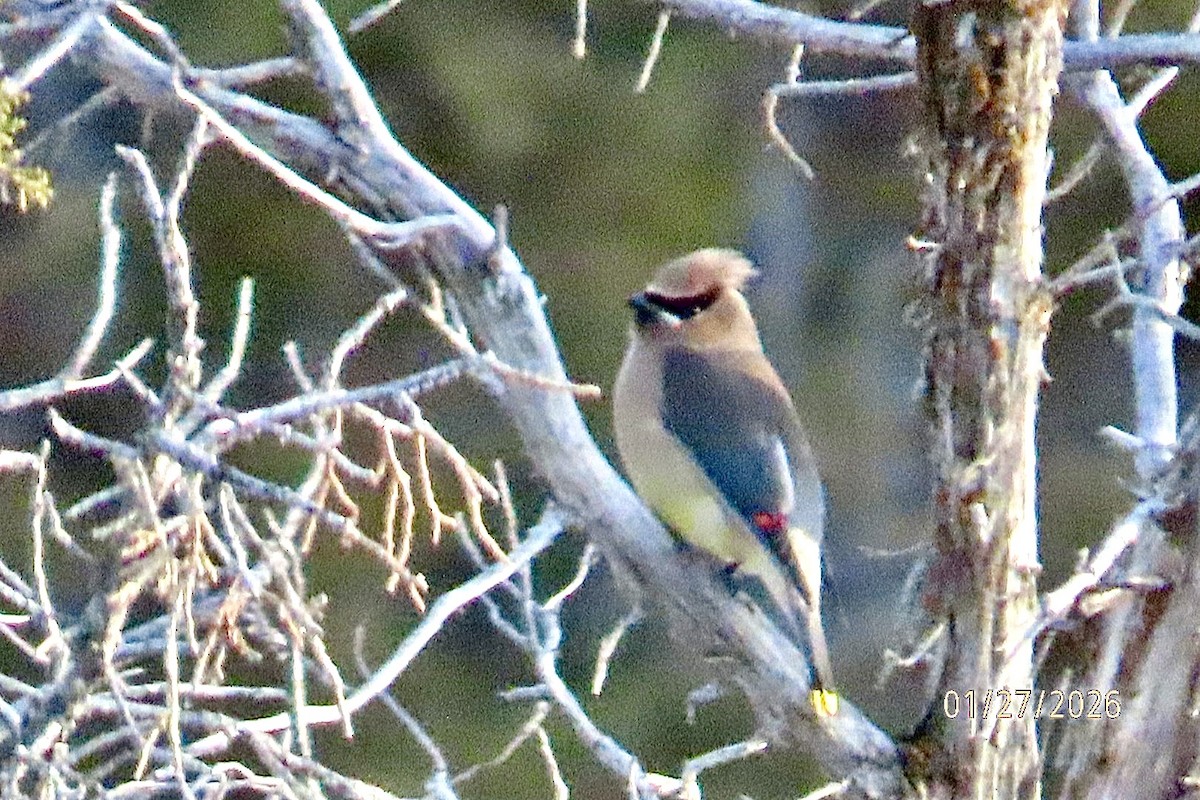 ヒメレンジャク - ML650153141