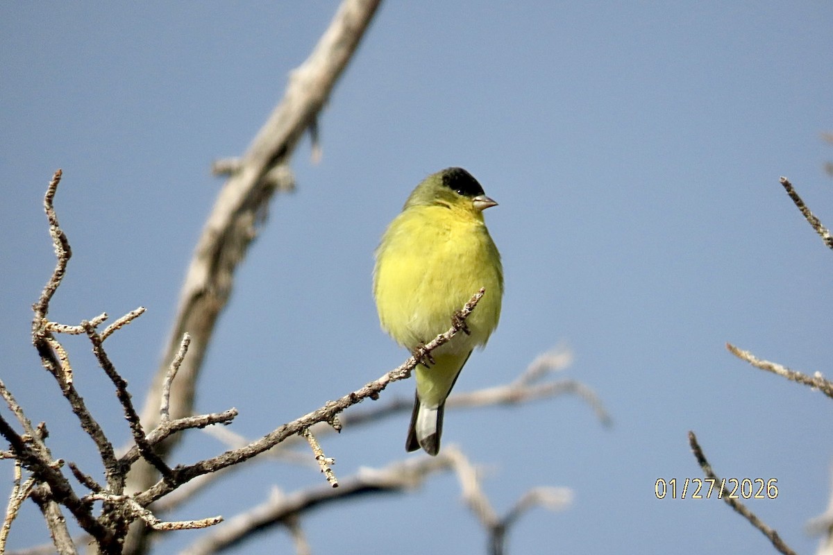 ヒメキンヒワ - ML650153156