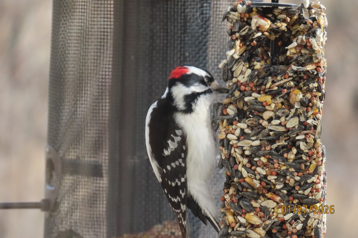 セジロコゲラ（leucurus／glacialis） - ML650153189