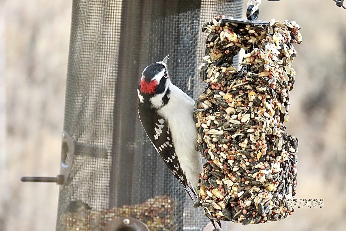 セジロコゲラ（leucurus／glacialis） - ML650153190