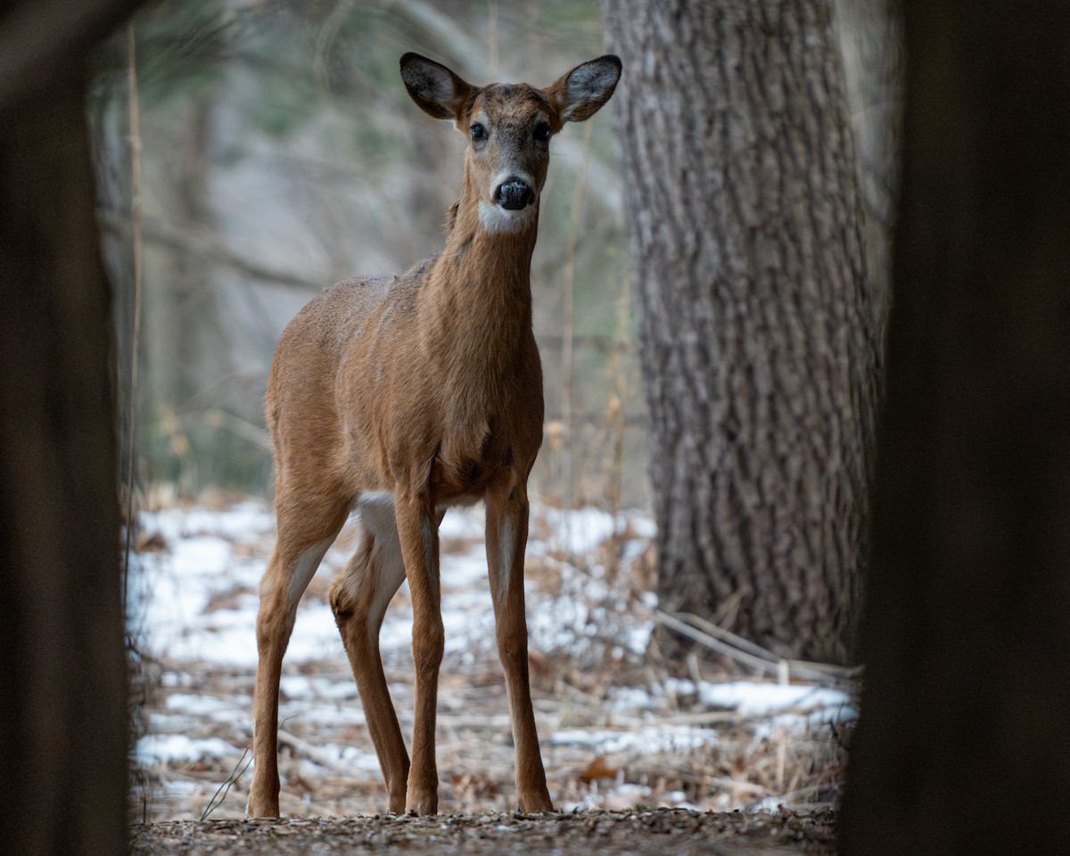 白尾鹿 - ML650153278