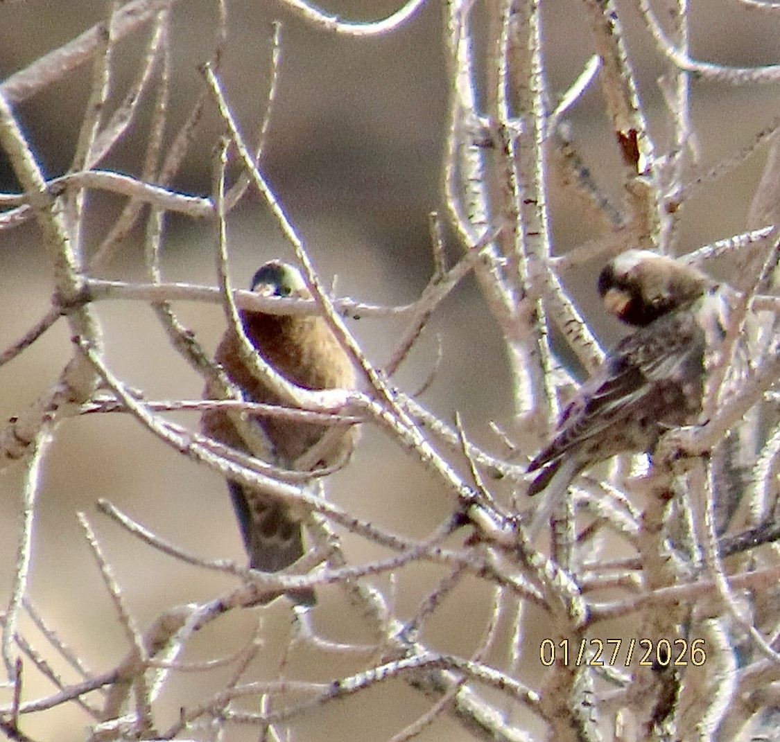 ハイガシラハギマシコ - ML650153295