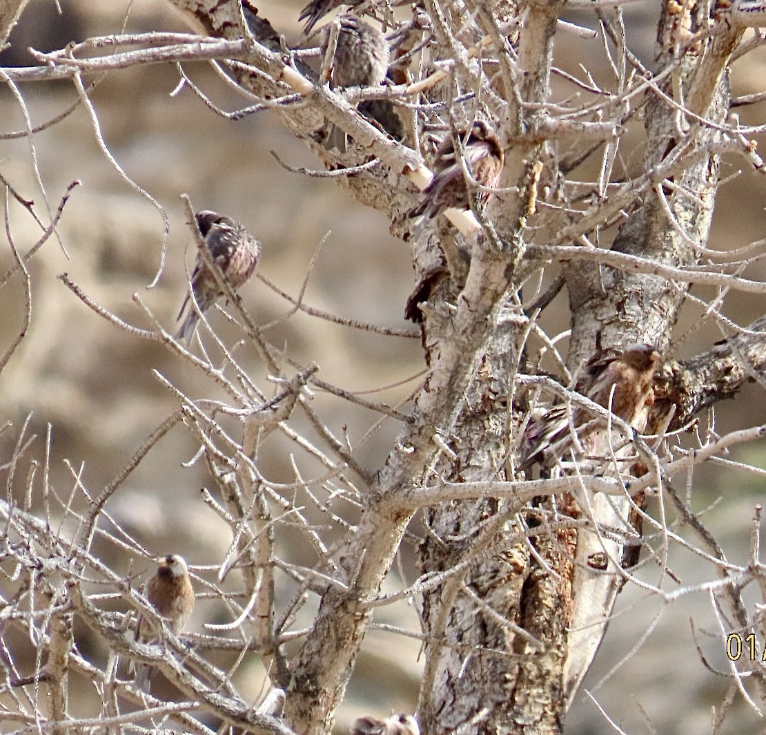 ハイガシラハギマシコ（littoralis） - ML650153328