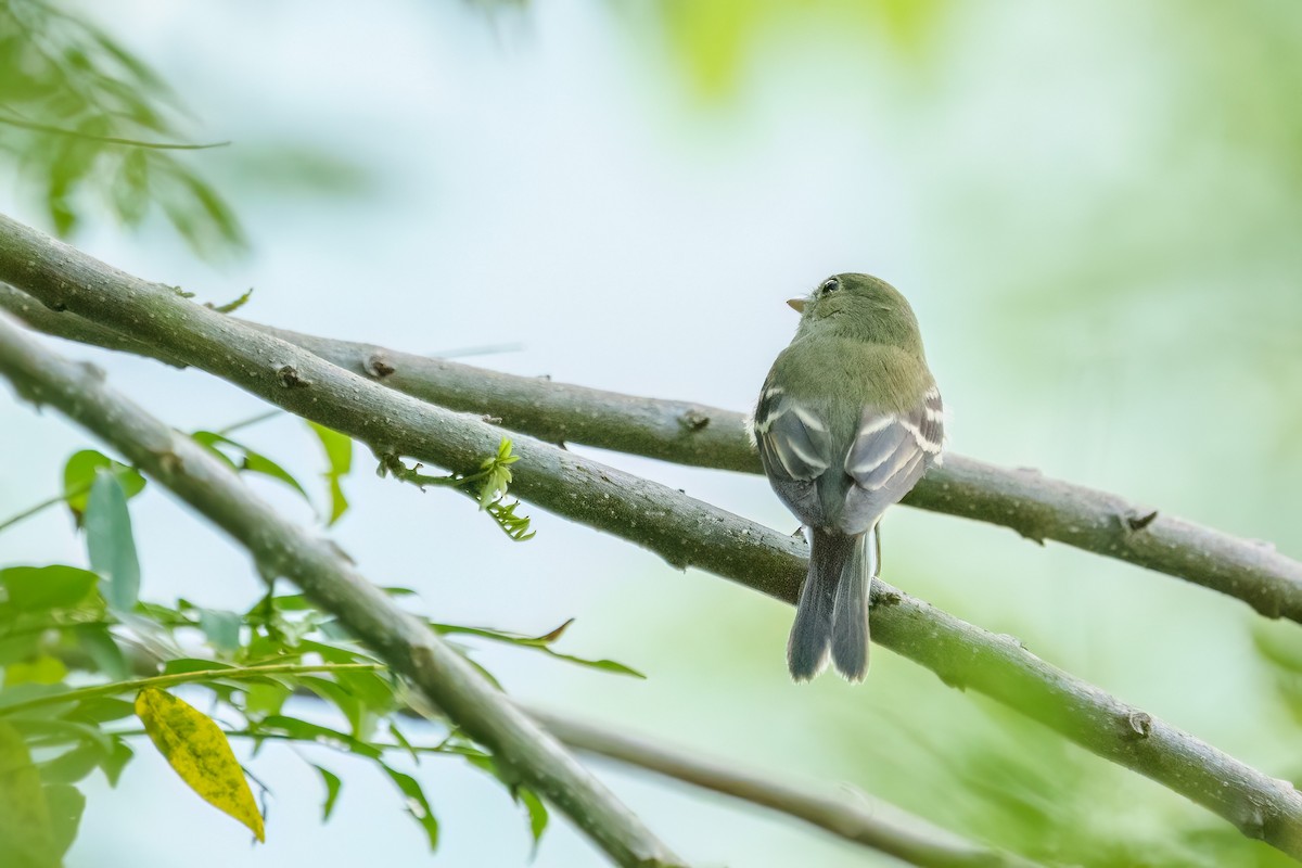 Acadian Flycatcher - ML650153864