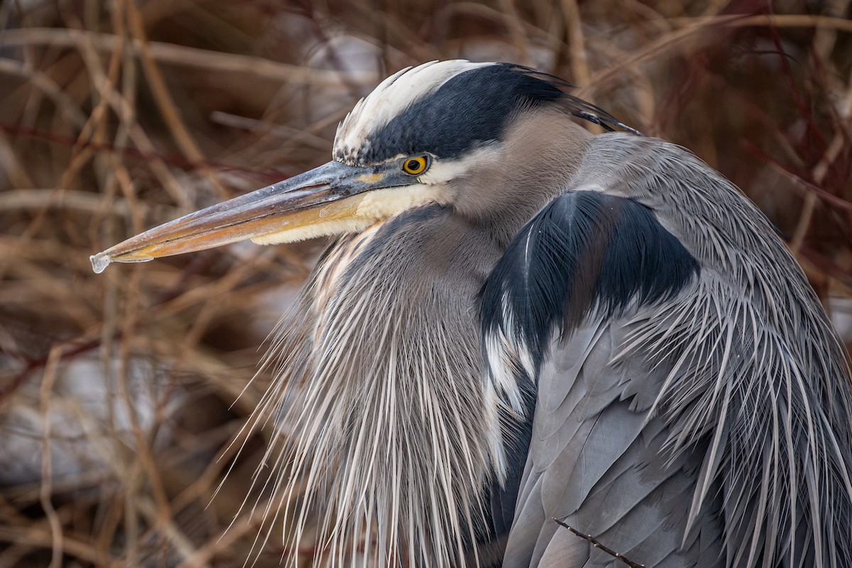 Great Blue Heron - ML650154165