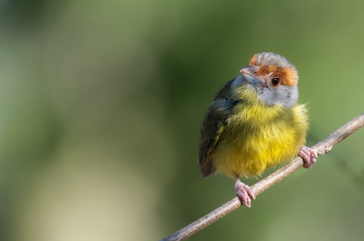 アカマユカラシモズ（gujanensis グループ） - ML650154247