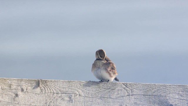 skřivan ouškatý - ML650154903