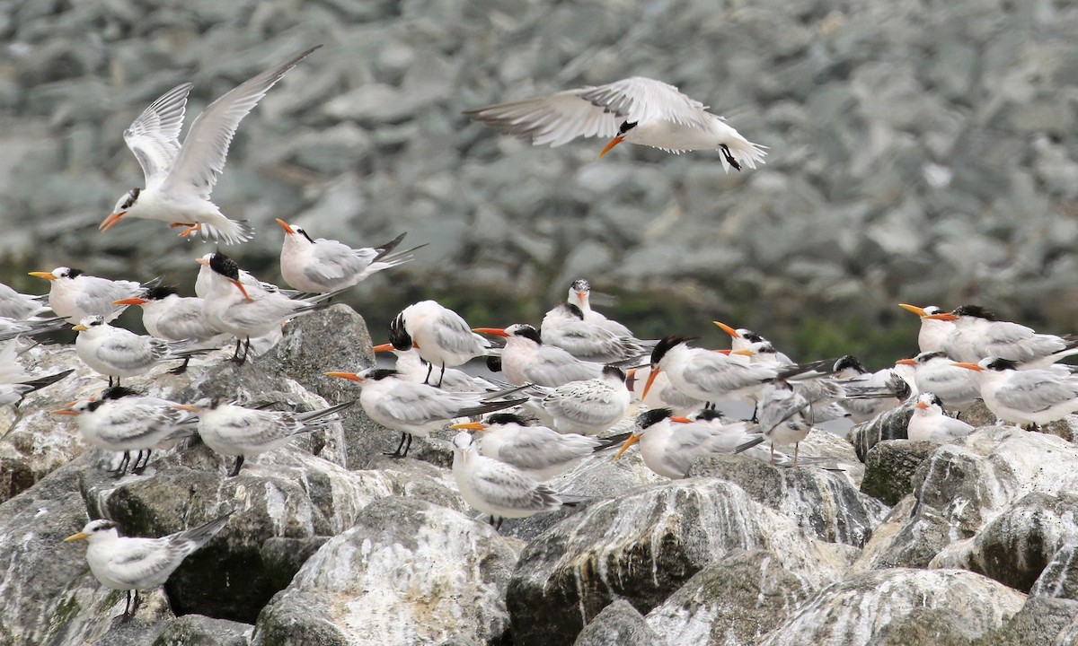 Elegant Tern - ML65015501