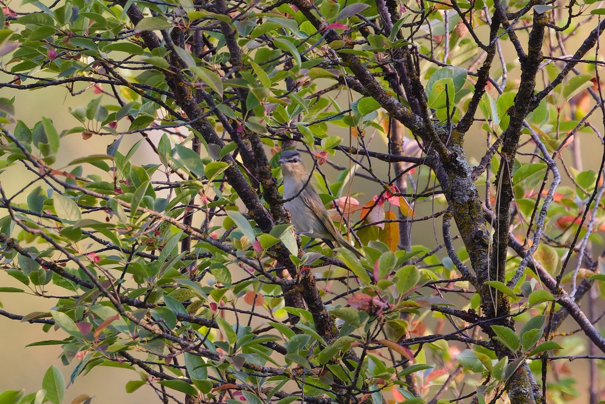 Red-eyed Vireo - ML650155104