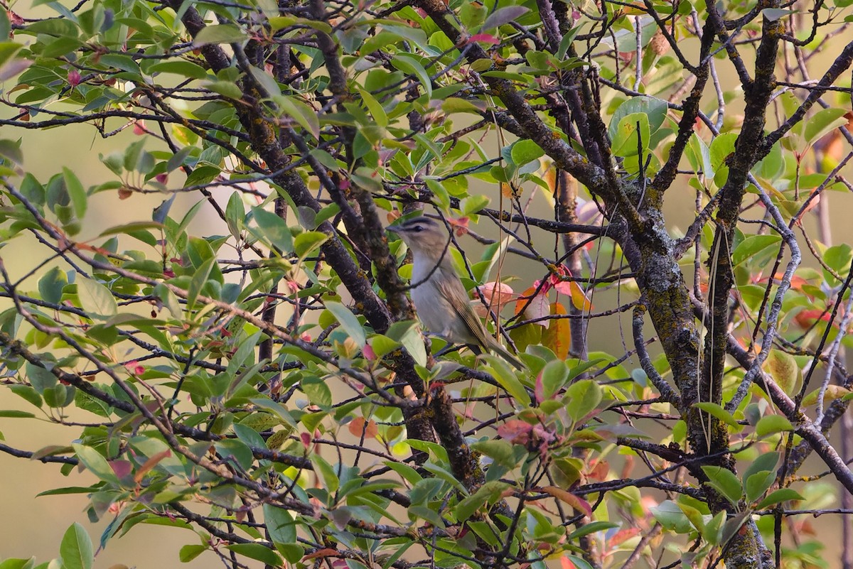 Red-eyed Vireo - ML650155108