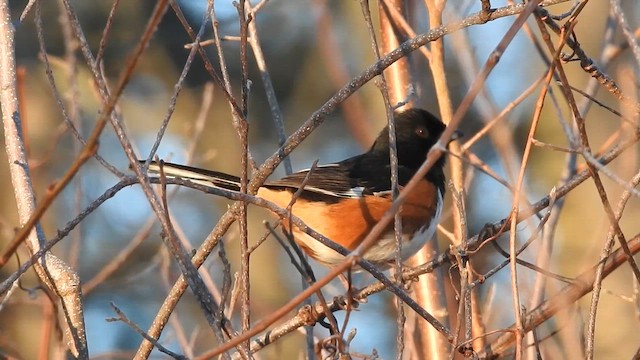 Eastern Towhee - ML650155181