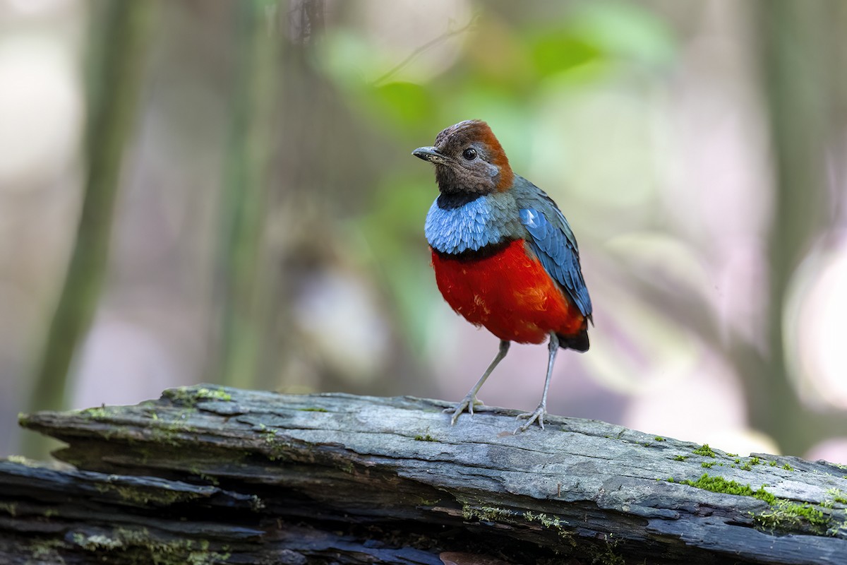 pita papuánská - ML650155705