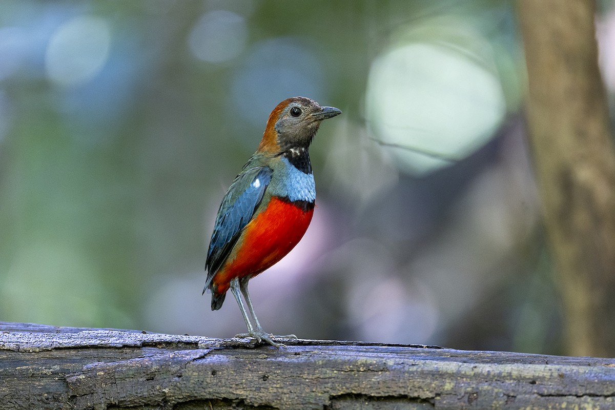 pita papuánská - ML650155707