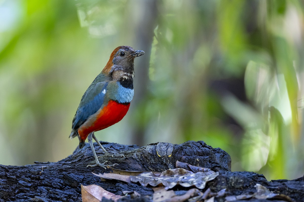 pita papuánská - ML650155708