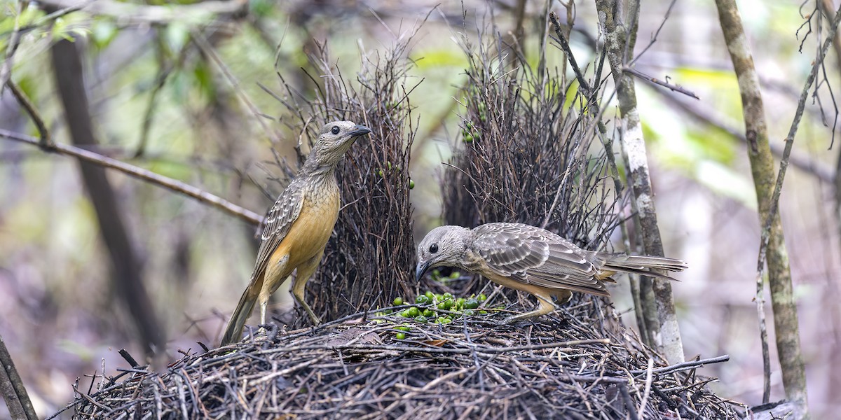 lemčík plavý - ML650155725