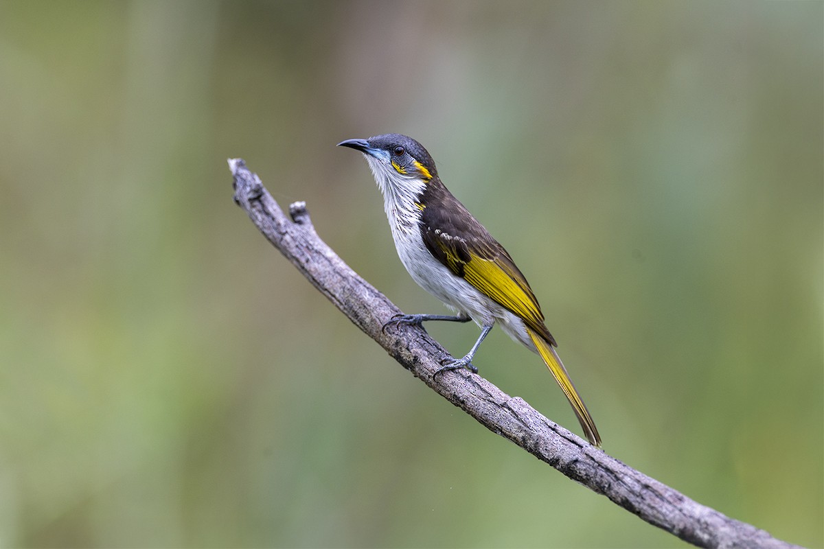 medosavka bělopruhá - ML650155751