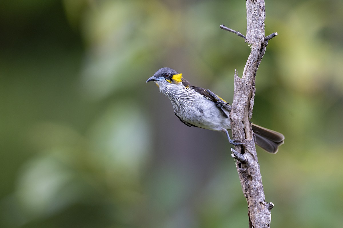 medosavka bělopruhá - ML650155752