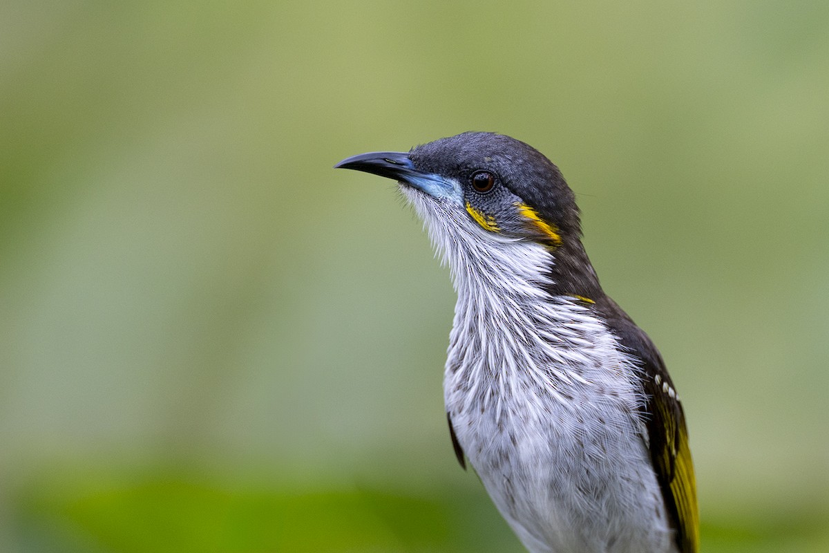 medosavka bělopruhá - ML650155753