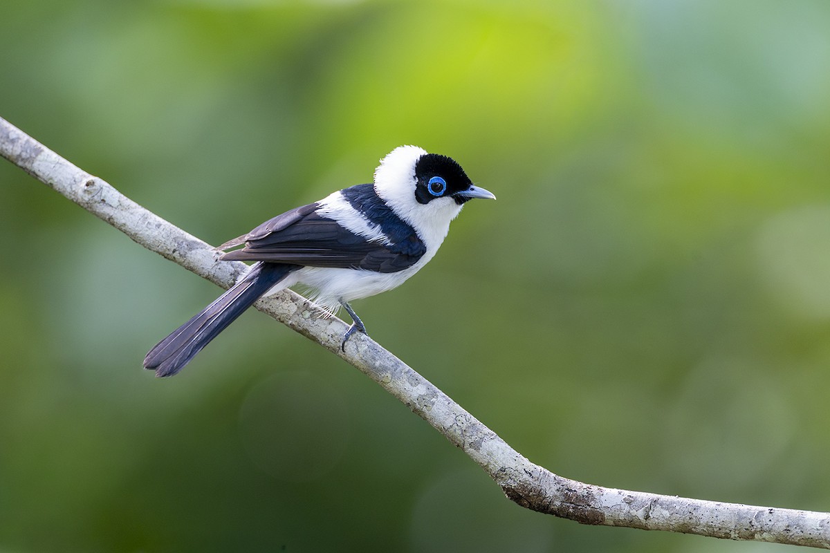 Frill-necked Monarch - ML650155781