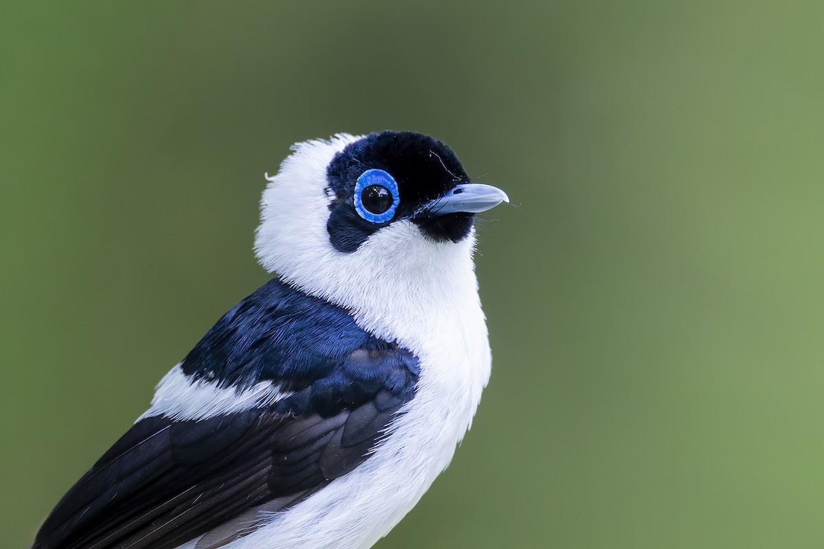 Frill-necked Monarch - ML650155782