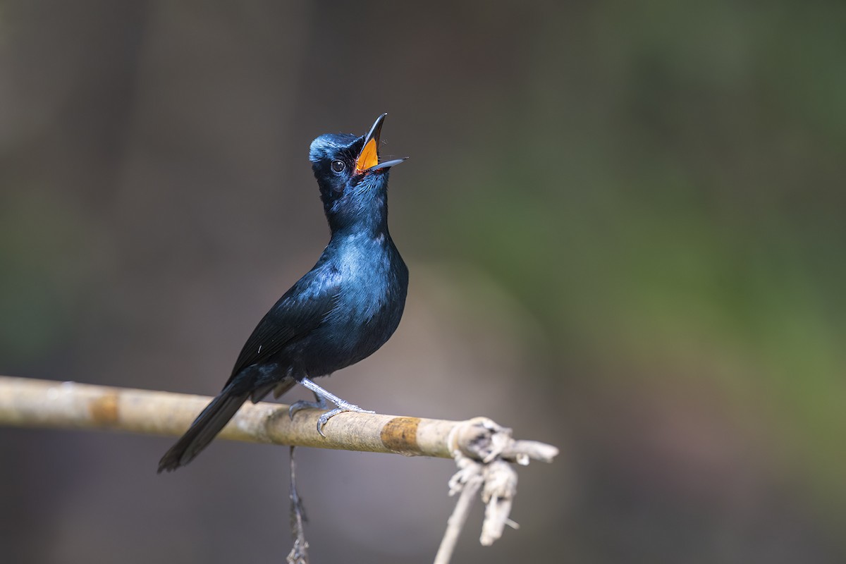 Shining Flycatcher - ML650155804