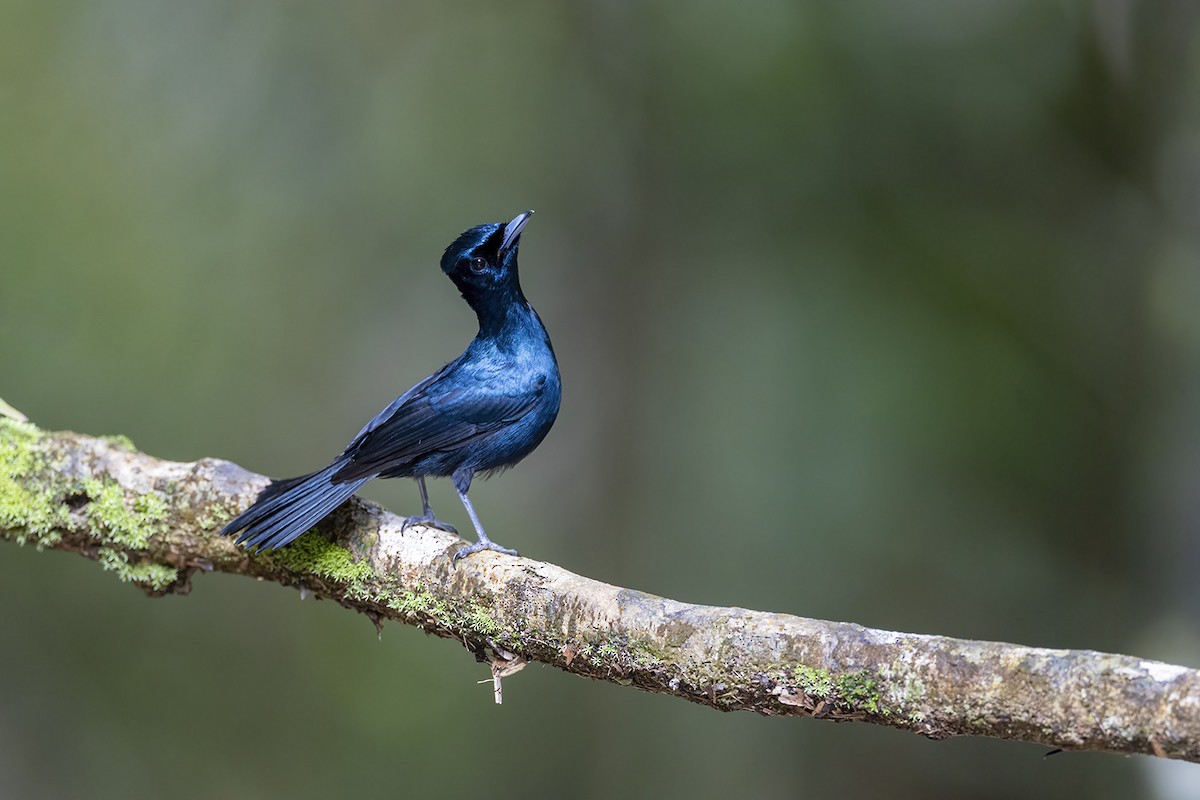 Shining Flycatcher - ML650155805