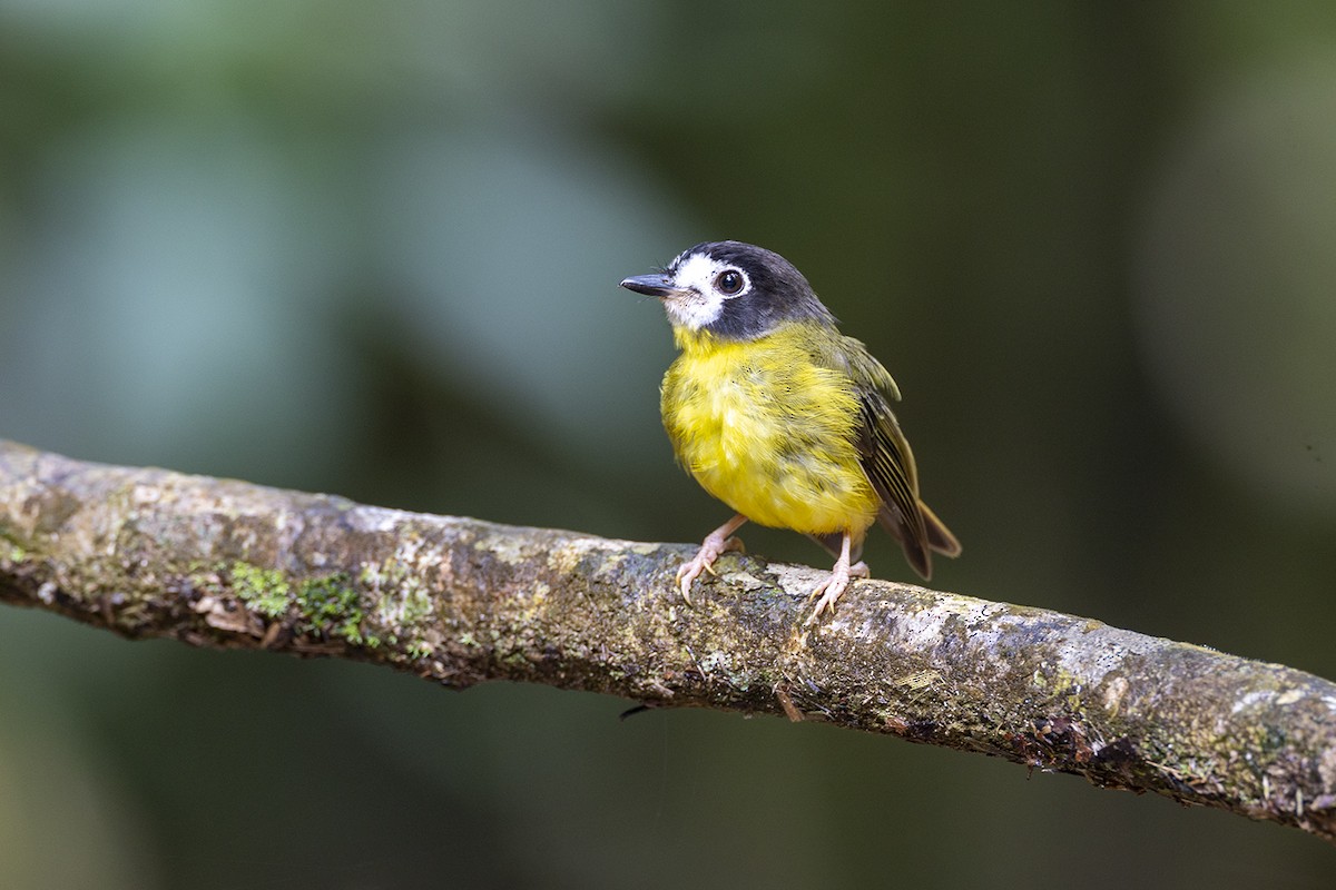 lejsčík bělolící - ML650155812