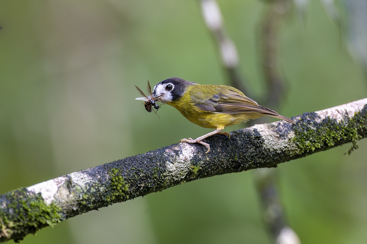 lejsčík bělolící - ML650155813