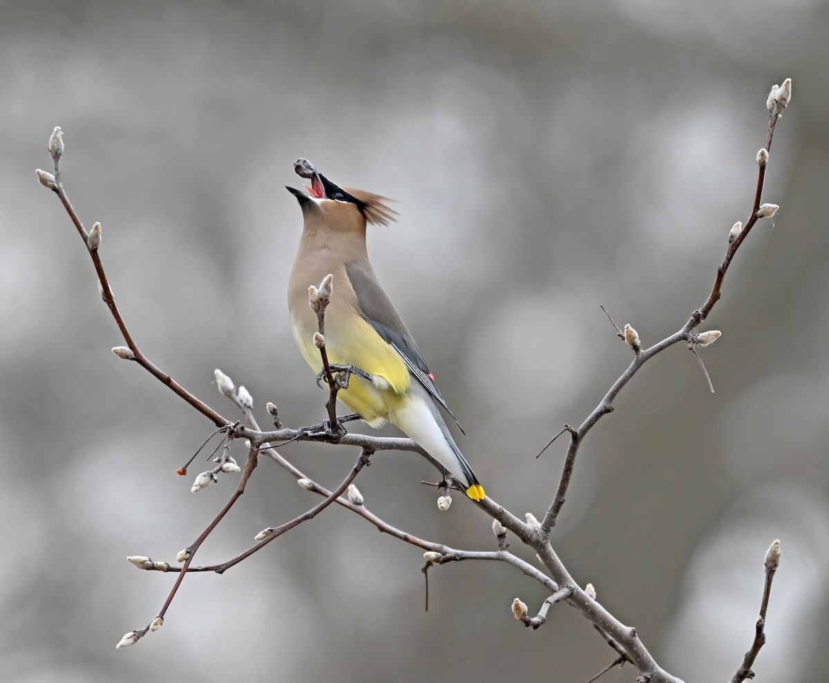 Ampelis Americano - ML650156928