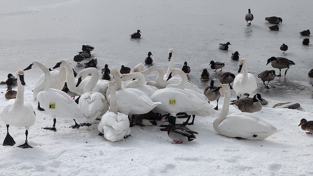 Trumpeter Swan - ML650157096