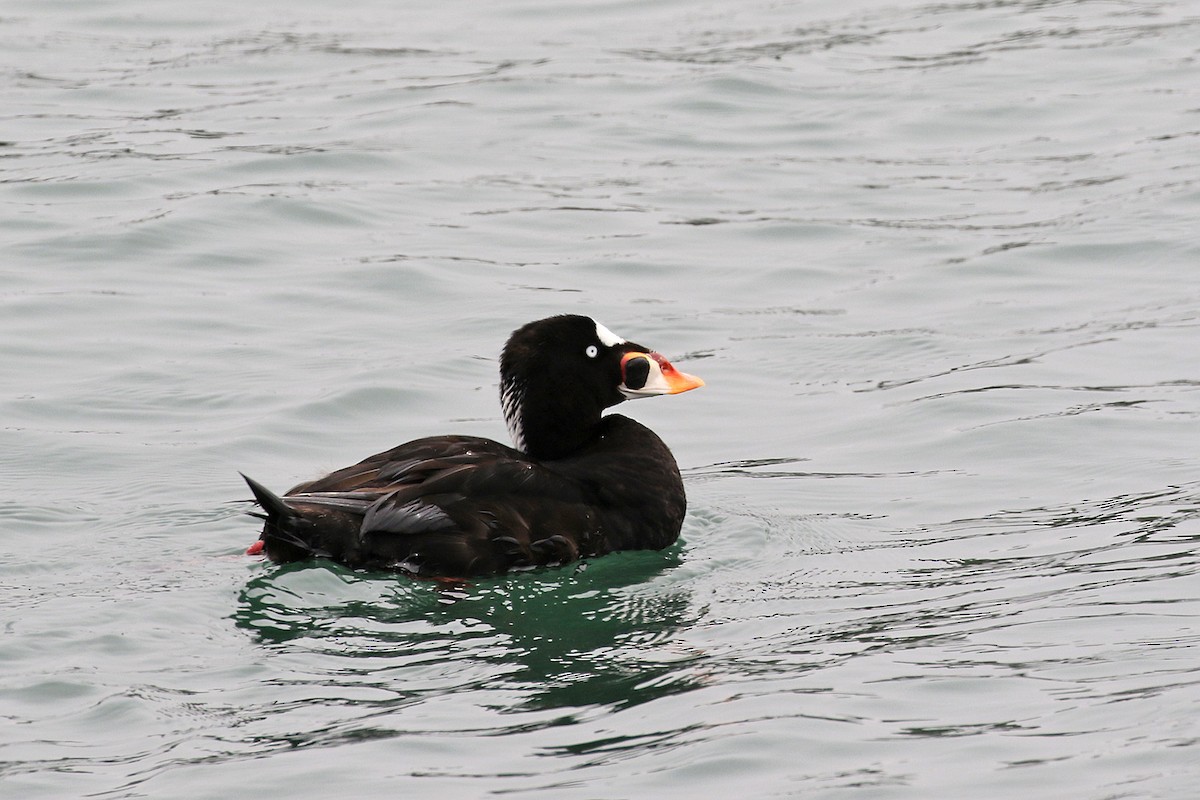 Surf Scoter - Joan Tisdale