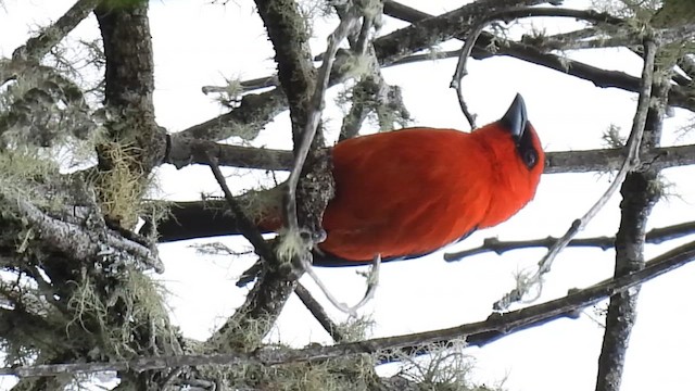 båndpiranga - ML650157791