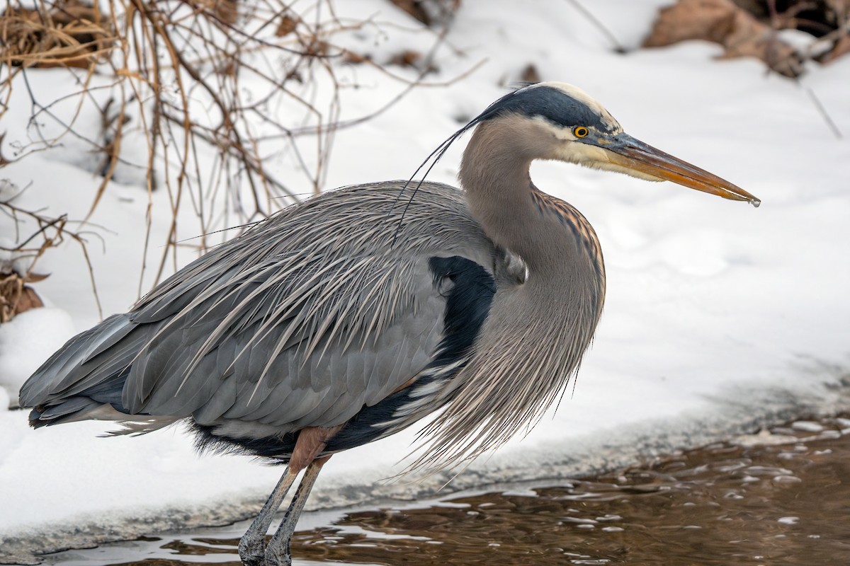 Great Blue Heron - ML650157920