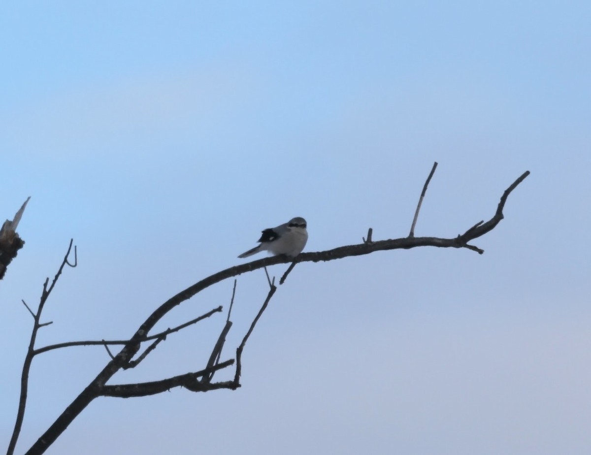 オオモズ - ML650158182