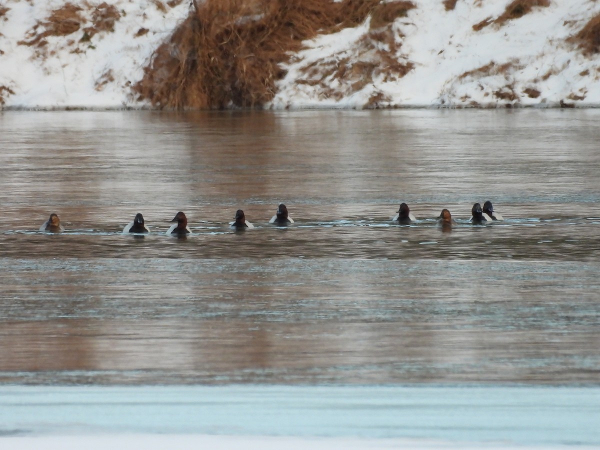 Попелюх довгодзьобий - ML650158270