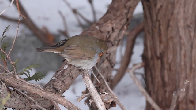European Robin - ML650158271