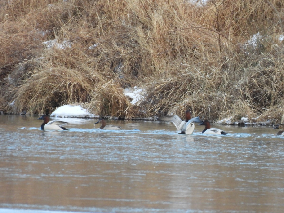 Попелюх довгодзьобий - ML650158272