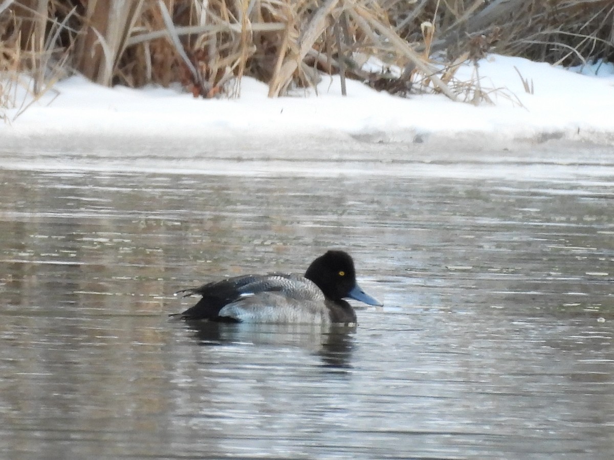 Чернь американська - ML650158280