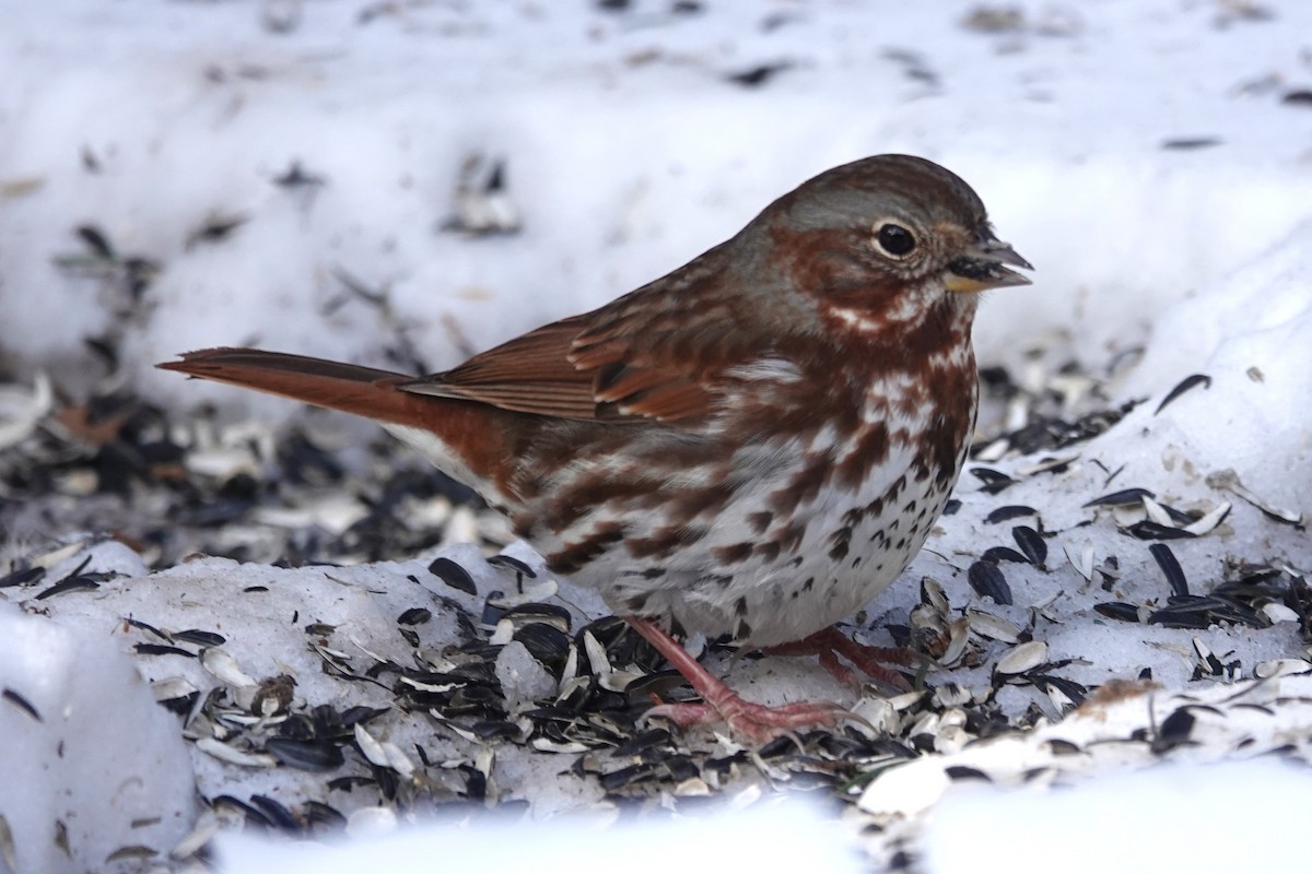 Chingolo Zorruno - ML650158281